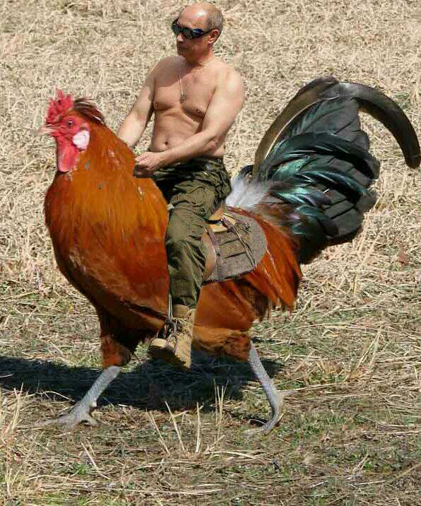 Poetin is gevonden. In Chernobyl heeft hij een wilde haan getemd.