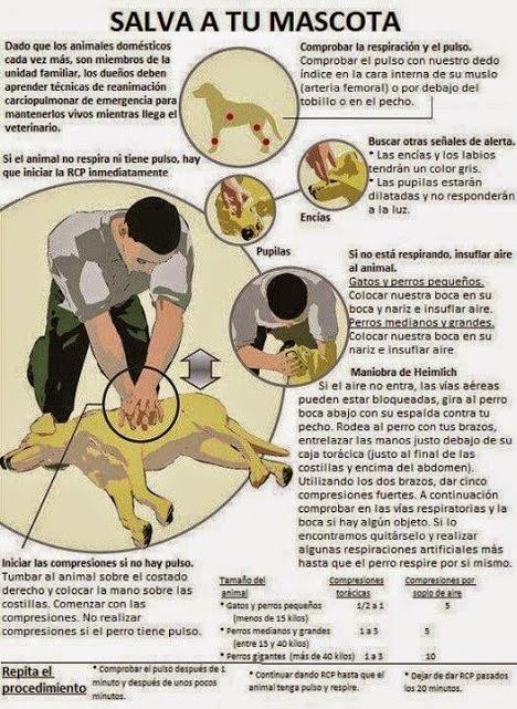 exploradog's tweet photo. Reanimación cardiopulmonar en perros http://t.co/5JFruBkTSh