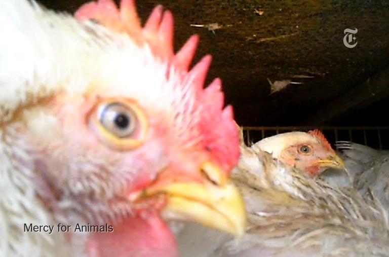 Nicholas Kristof tweet media