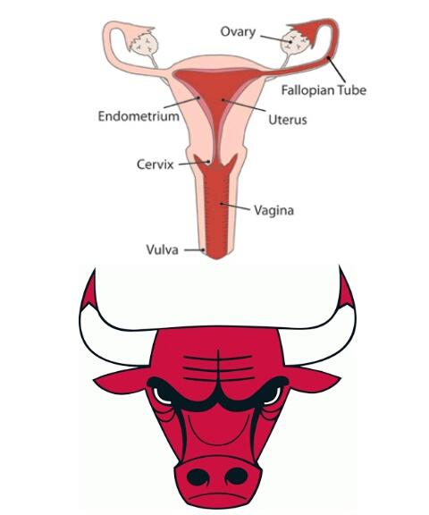 Bull Reproductive System
