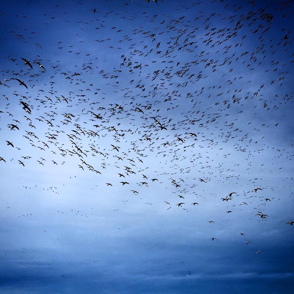 HuntAddictions's tweet image. Snow geese are on the move! Click on the link below for up-to-date migration reports! #hunt

huntaddictions.com/forums/viewfor…