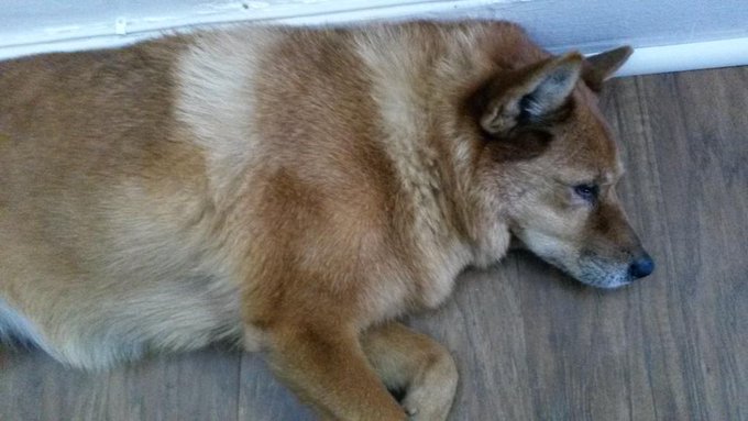 Nooking puppy http://t.co/Fi49tp0wCe<a href="/tag/mvsales"class="tags"><span>#mvsales</span></a>