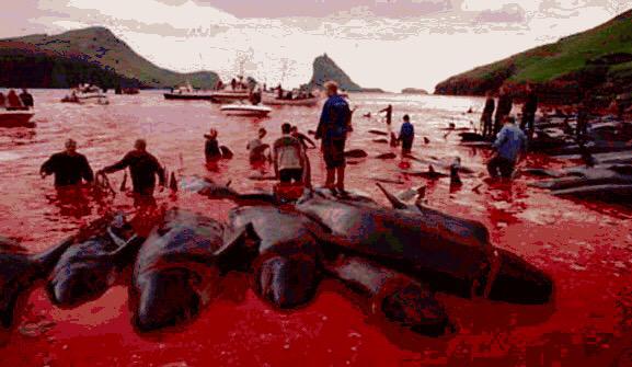 isaacBIOvega's tweet photo. #STOP barbarie #BloodEclipse in #Faroe
NO + ASESINATOS en nombre de TRADICIONES SALVAJES
¡BASTA YA! 🆘 #BoycottDanmark http://t.co/3gcMJglKUj