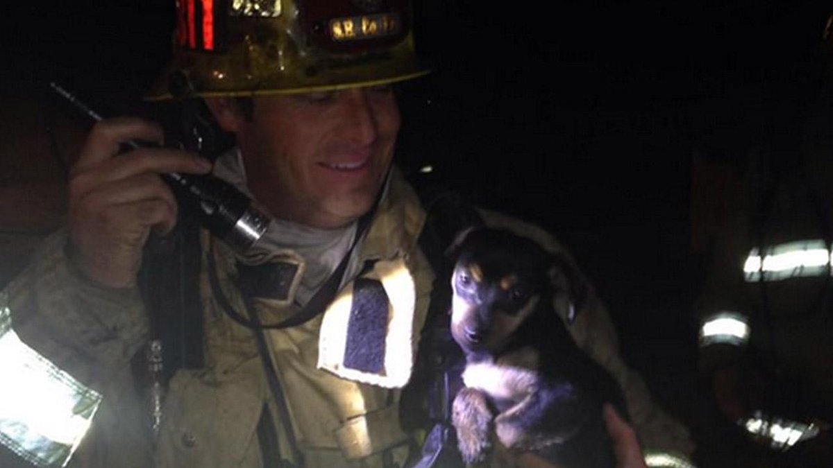 ABC7's tweet photo. Firefighters rescue four puppies from Victorville house fire http://t.co/UFeZwtIcjf http://t.co/uIwurJZUxH