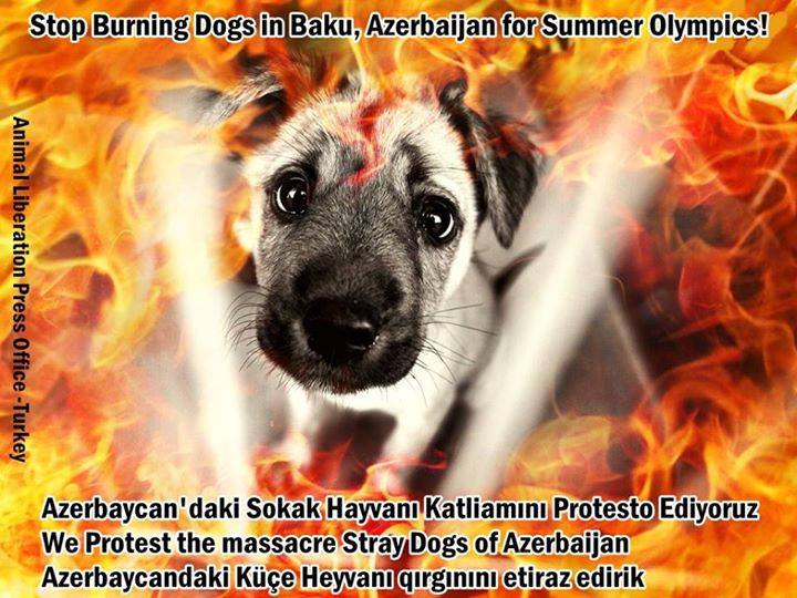 yeryuzuozgurluk's tweet photo. #boycott2015EuropeanGames #Baku2015
#STOPKILLINGANIMALS #DOGMASSACRE
#stopkillingtryliving #dogburning #azerbaijan http://t.co/CiK8NyVQSm