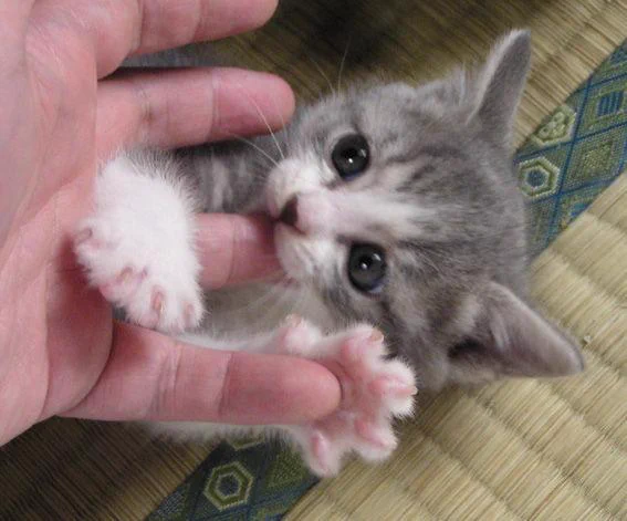 俺「お手」はむってくる動物たちが可愛すぎる件