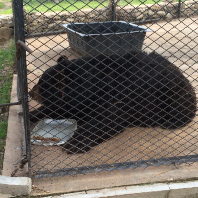 This bear kept in a small cage being fed dog food😞. #animal #zoo #bear #AnimalRights #AnimalCruelty http://t<a href="/tag/animalrights"class="tags"><span>#animalrights</span></a><a href="/tag/zoo"class="tags"><span>#zoo</span></a><a href="/tag/bear"class="tags"><span>#bear</span></a><a href="/tag/animal"class="tags"><span>#animal</span></a><a href="/tag/animalcruel"class="tags"><span>#animalcruel</span></a>