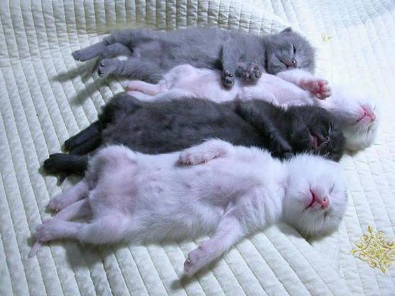 mihavcomtr's tweet photo. Pazar uykucuları günaydınnn :) http://t.co/lq6KIK4mxe