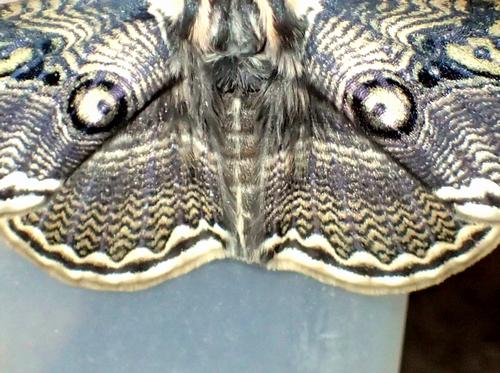 Shimasoba 島蕎麦親方 Twitterissa ホーホーホー Kontyuukisya イボタガは英語でｏｗｌ ｍｏｔｈ フクロウ蛾と呼ばれます 羽を広げる眼状紋が目玉 腹部がくちばしのように見えますね フクロウに擬態して天敵を驚かせるらしいです どうです この顔