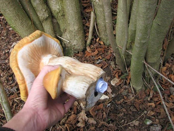 DerGolfSierra's tweet photo. Cache of the day! @Geocaching_Pics #geocaching http://t.co/qJLFXfdyqp