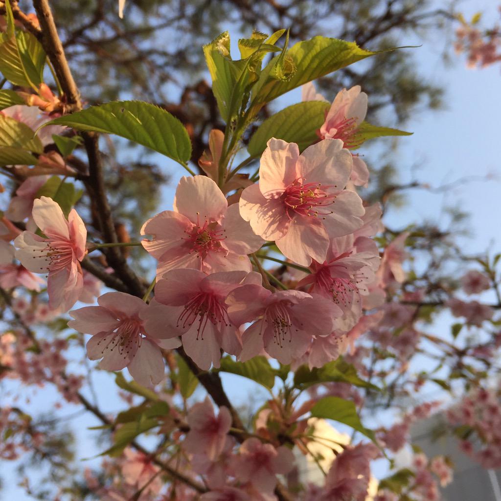 ftd3dym23's tweet photo. 桜神宮の桜 http://t.co/c7JAAgrpP8