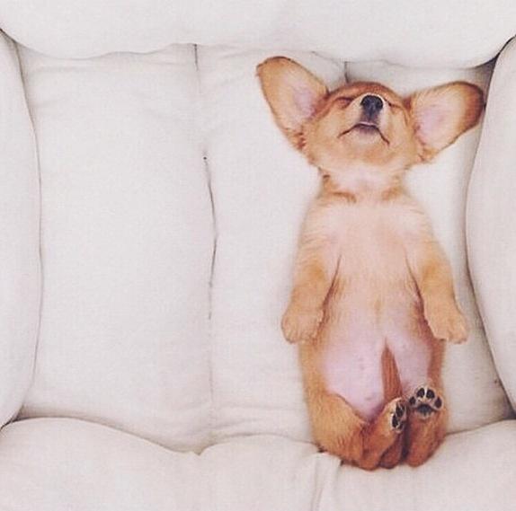 CorgiCorgis's tweet image. This is the only way to spend a Sunday morning 😴