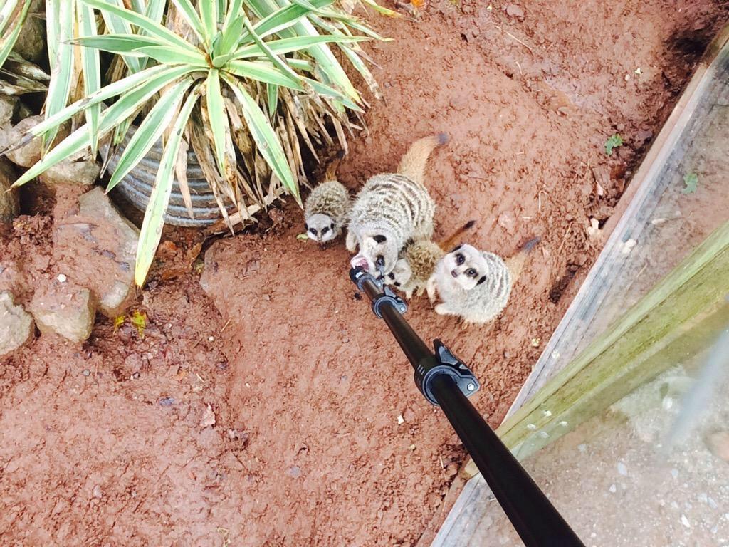 @plymouthprop @handysaltash @lizardadventure @GMmullioncove @VisitingKernow like this #meerkatselfie @DartmoorZoo