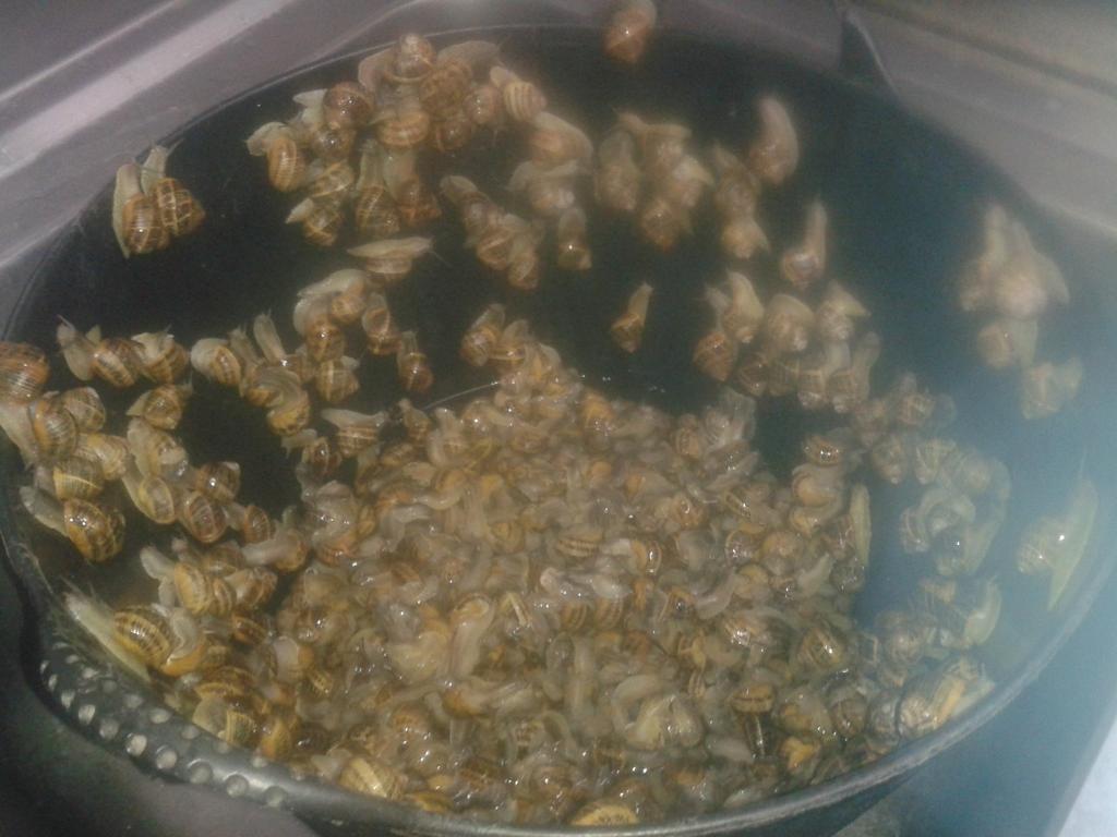 RinconLabrador's tweet photo. A punto de meter en la cazuela ¡Hoy tenemos CARACOLES! http://t.co/HySWFaC2C6