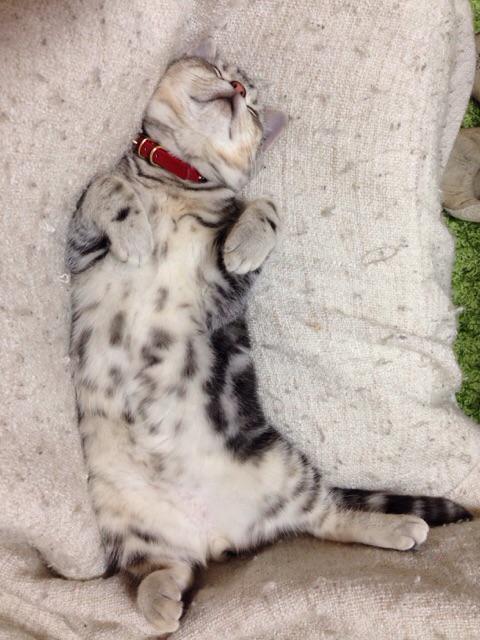 画像 この猫 寝相悪い Http T Co Dbpjgm7own Matomehub まとめハブ 画像 この猫 寝相悪い Http T Co Dbpjgm7own Matomehub まとめハブ