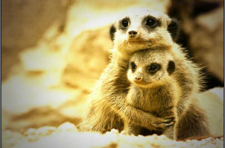 House_Parti's tweet image. A very Happy Mothers Day to all the awesome Mummy's out there. You guys are amazing! #MothersDay #welovemums