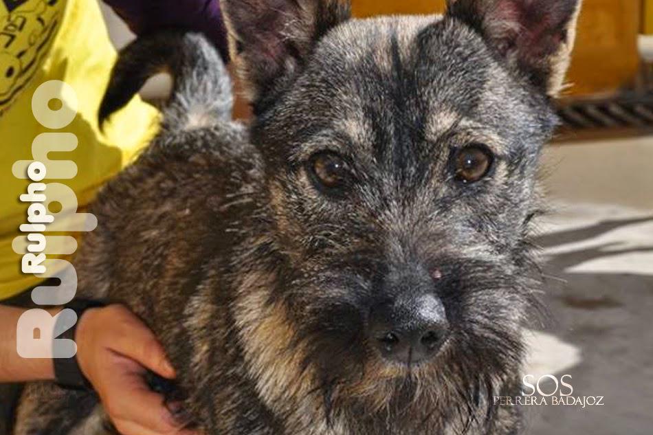 sosperrosbdjz's tweet photo. 🐶 Rulpho ℹhttp://t.co/DKBe7jz8wj
🆘 Sacrificio 9 de abril. Urge #acogida #adopción 
📧 sosperrerabadajoz@gmail.com http://t.co/uGcrNnypmi
