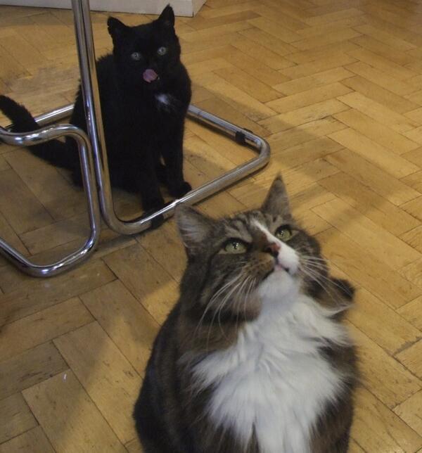 MYSADCAT's tweet image. My cat is sad because something in the way my other cat moves attracts him like no other lover.