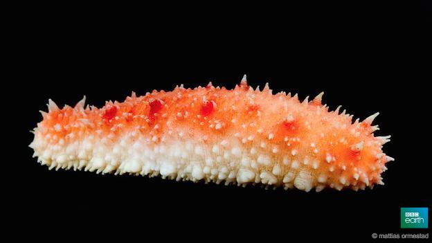 BBCEarth's tweet image. The sea cucumber has a wonderfully multifunctional anus - it breathes through it too bbc.in/1E7UOLu