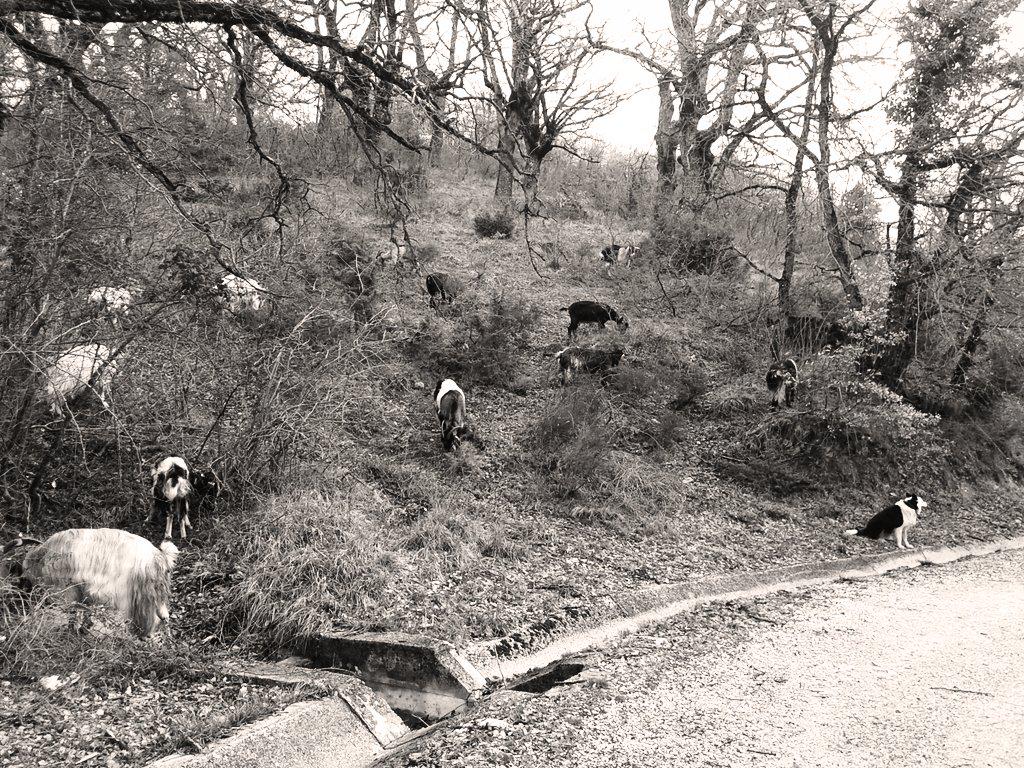 Mañanika de pastoreo