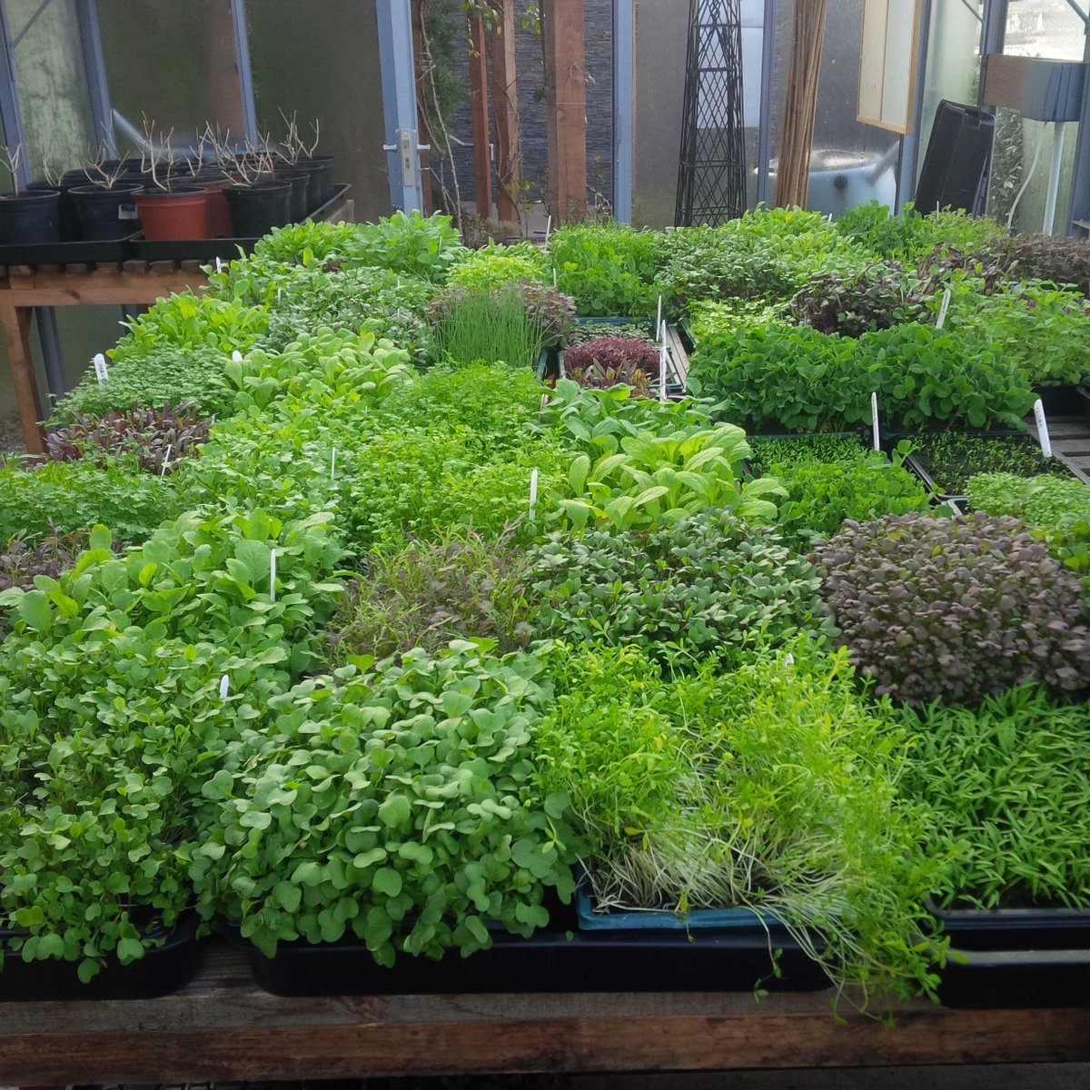 Doe jij ook mee aan Albert Heijn rage? RT <a href="/Kajuiter/">Kajuiter</a>: It's Growing Faster and Faster..... #kitchensoftware