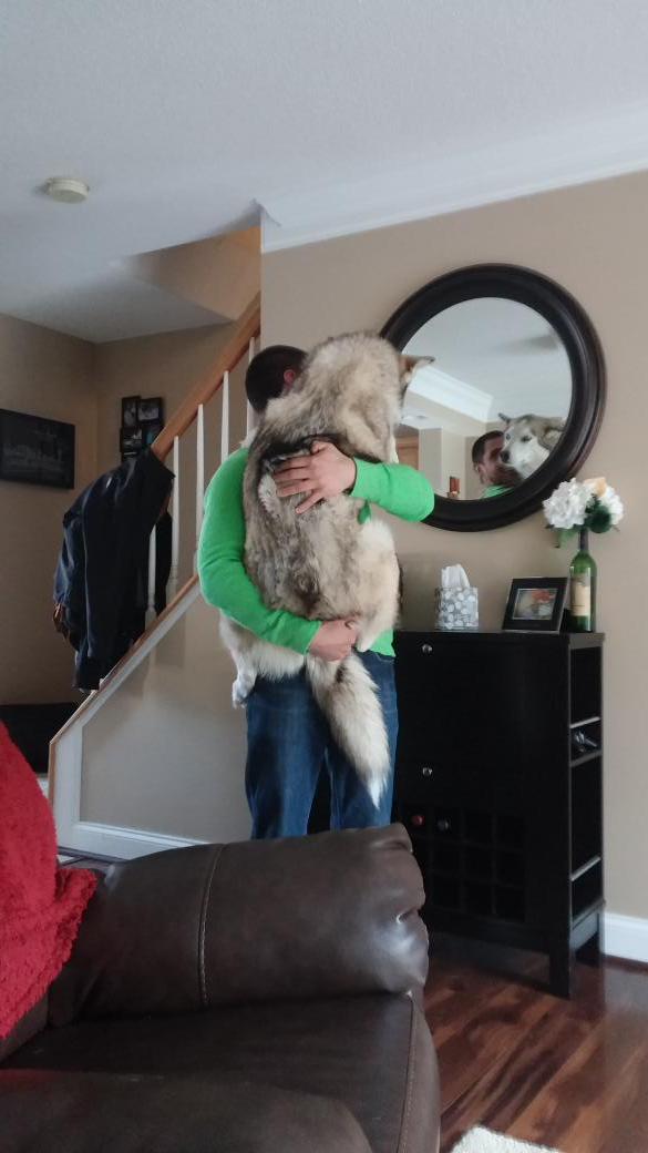 Layla_the_Husky's tweet photo. Never too small to be held by my daddy! #huskylove http://t.co/bjdB6hc6uY