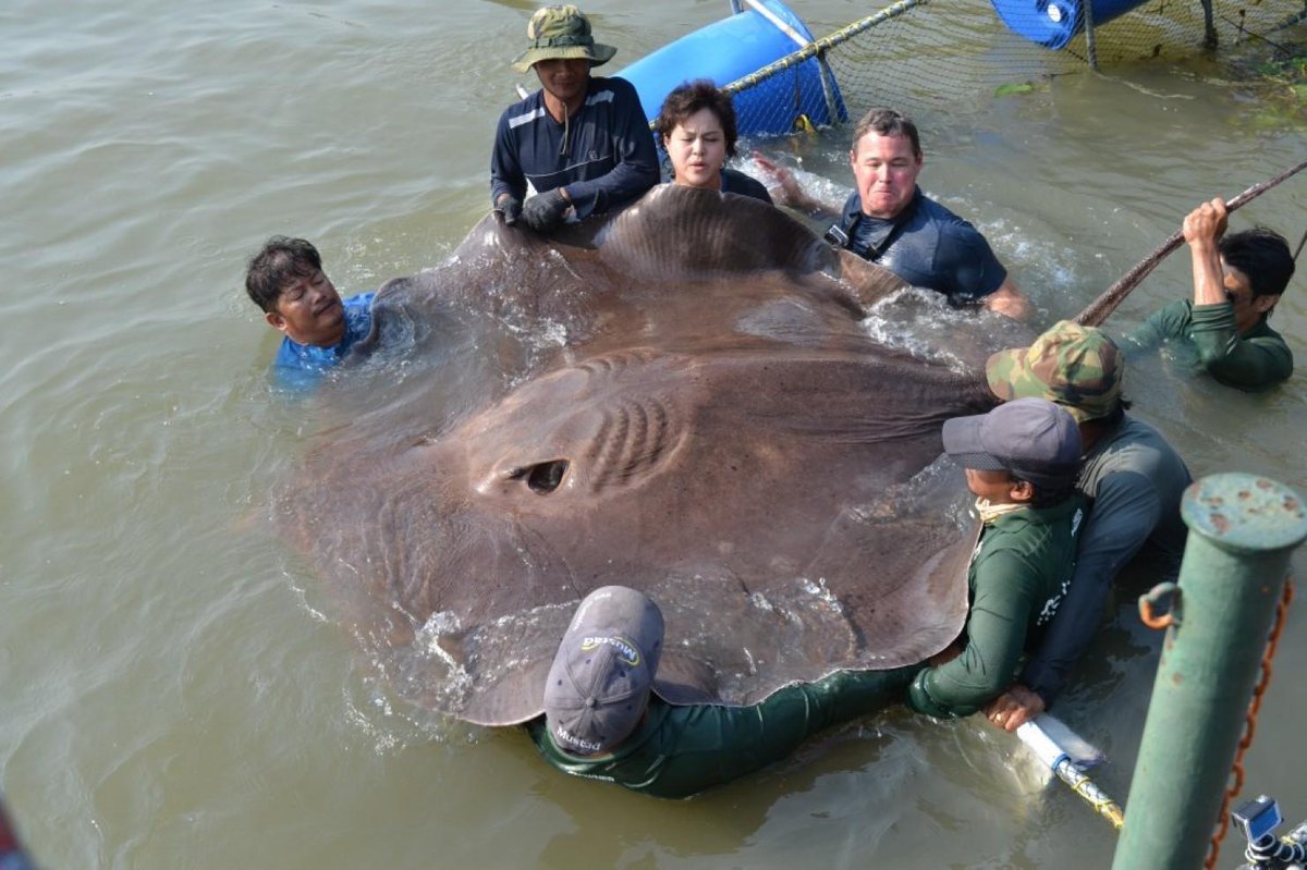 ShocktopiaNews's tweet photo. This massive stingray is the largest freshwater fish ever caught.
http://t.co/xj0CNAmHUT http://t.co/0RTE4ArX7z