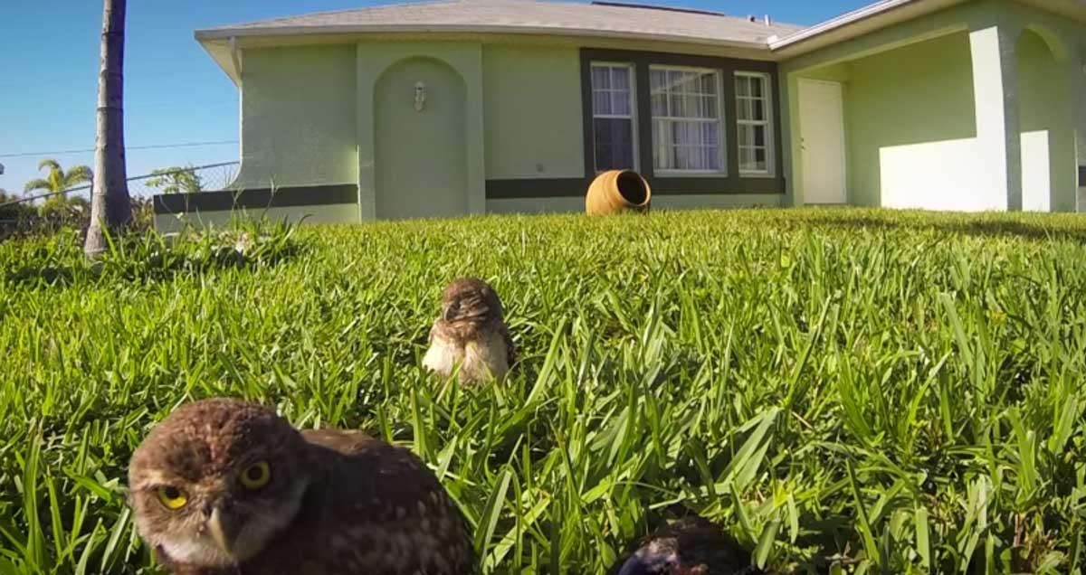 Upsocl's tweet image. Gracias a esta GoPro descubrimos algo insólito: los búhos bailan upsocl.com/verde/gracias-…