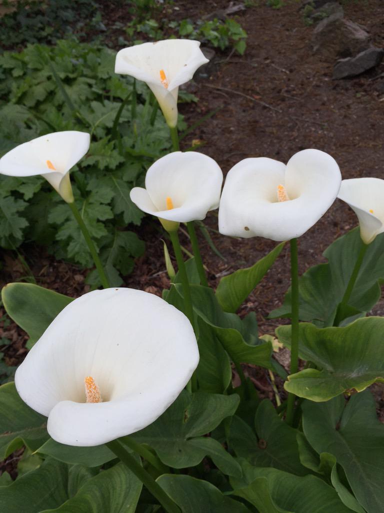 travis415's tweet image. #CNNSpring