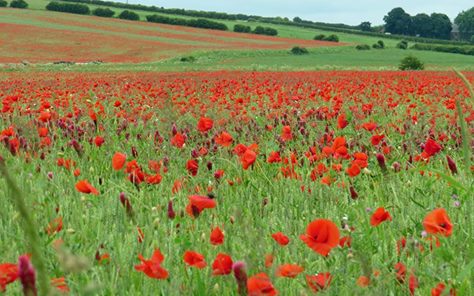 The wonder of the #YorkshireWolds. More pics on #TheYP facebook page: 
facebook.com/yorkshirepost.… #Yorkshire
