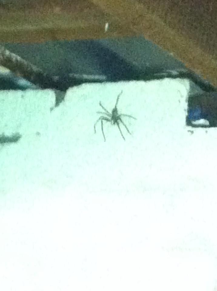 imesias's tweet photo. This asshole decided to come out and have a smoke with me, nearly gave me a heart attack. http://t.co/iOBLK3eOQX