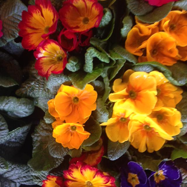 A great morning celebrating Mothering Sunday at <a href="/StGregorysChrch/">St Gregorys Church</a>. Happy Mothers day! :)  #HappyMothersDay #flowers