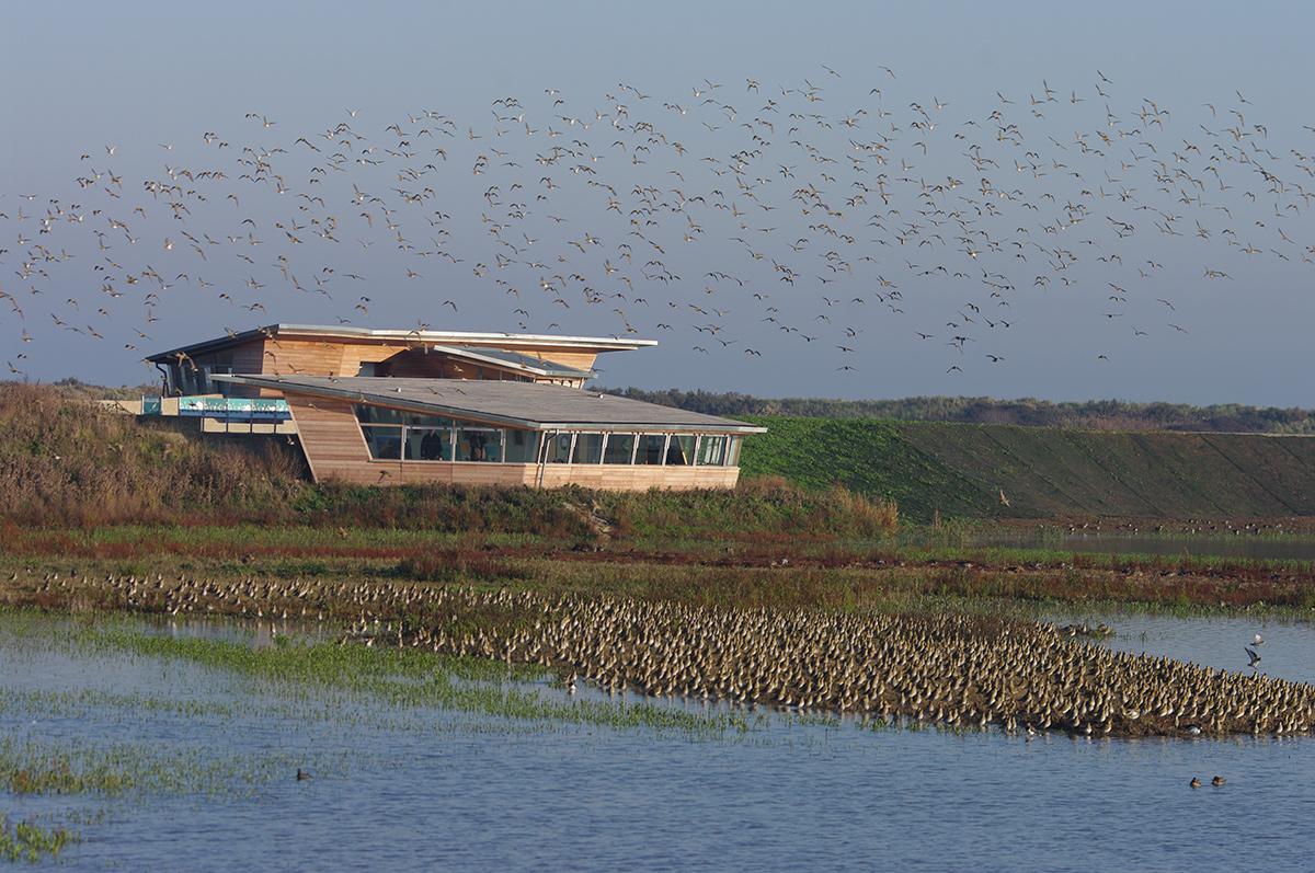 Seeking unspoilt, wide open spaces, packed with #wildlife? Try @RSPBintheEast #TitchwellMarsh enjoynorthnorfolk.com/titchwell-mars…