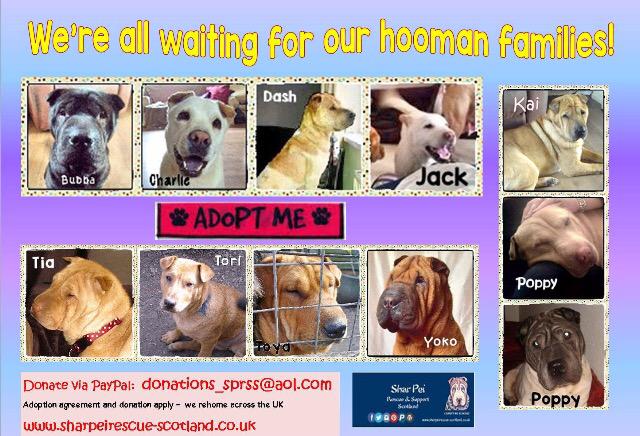 SharPeiRSS's tweet photo. Here's our most up to date list of #sharpei looking for a #foreverhome Are you looking to #adopt a #dog Pls RT http://t.co/SiSczjcjZ6