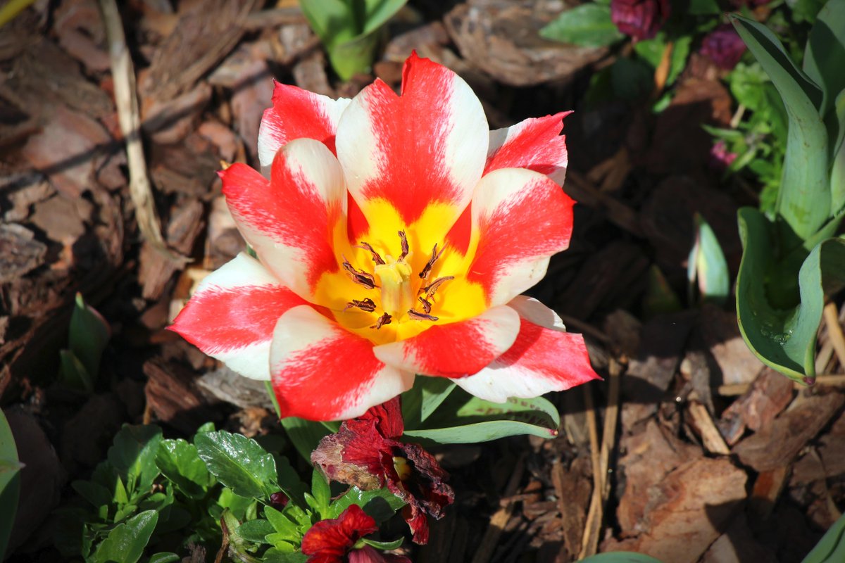 opinyans's tweet image. Great day in Atlanta (@AtlBotanical ) . #CNNSpring