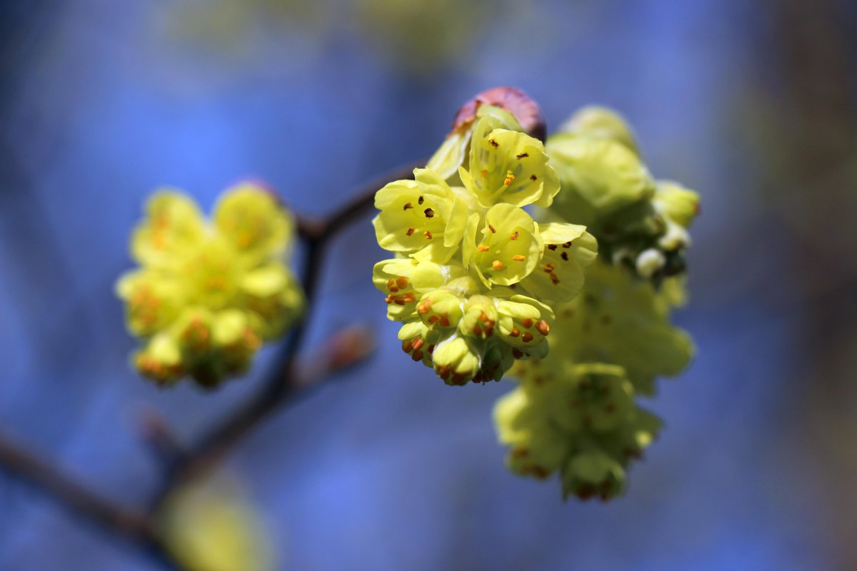 opinyans's tweet image. Great day in Atlanta (@AtlBotanical ) . #CNNSpring