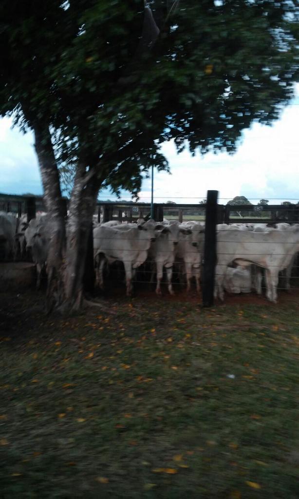 bomdiaricardo's tweet photo. Primeiras imagens da manifestação em Barrolândia tiradas pelo amigo @MarcelioPrado. #VemProPasto #ForaFriboi http://t.co/rZeJ4PjXDy