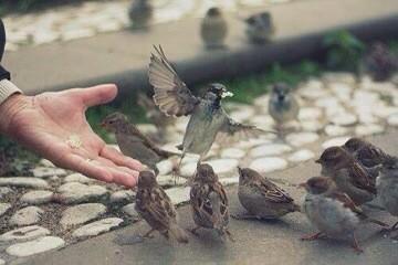 ها نحن نغرد، ولا يفهمنا الا العصافير !!