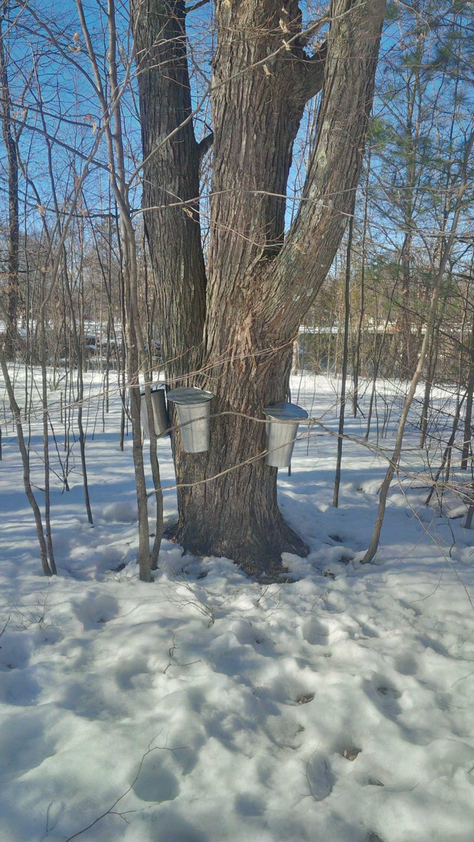 oldbridgeinn28's tweet photo. Sap is running at Old Bridge Inn http://t.co/2nbC9t4c29