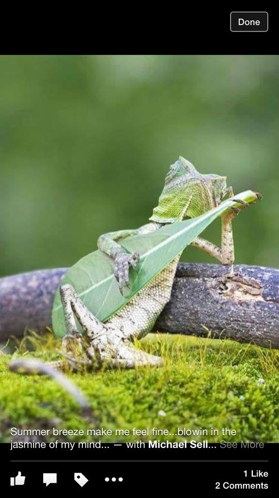 jasminetimm's tweet photo. What my dad just tagged me in #literallywut http://t.co/5lczvrwISl