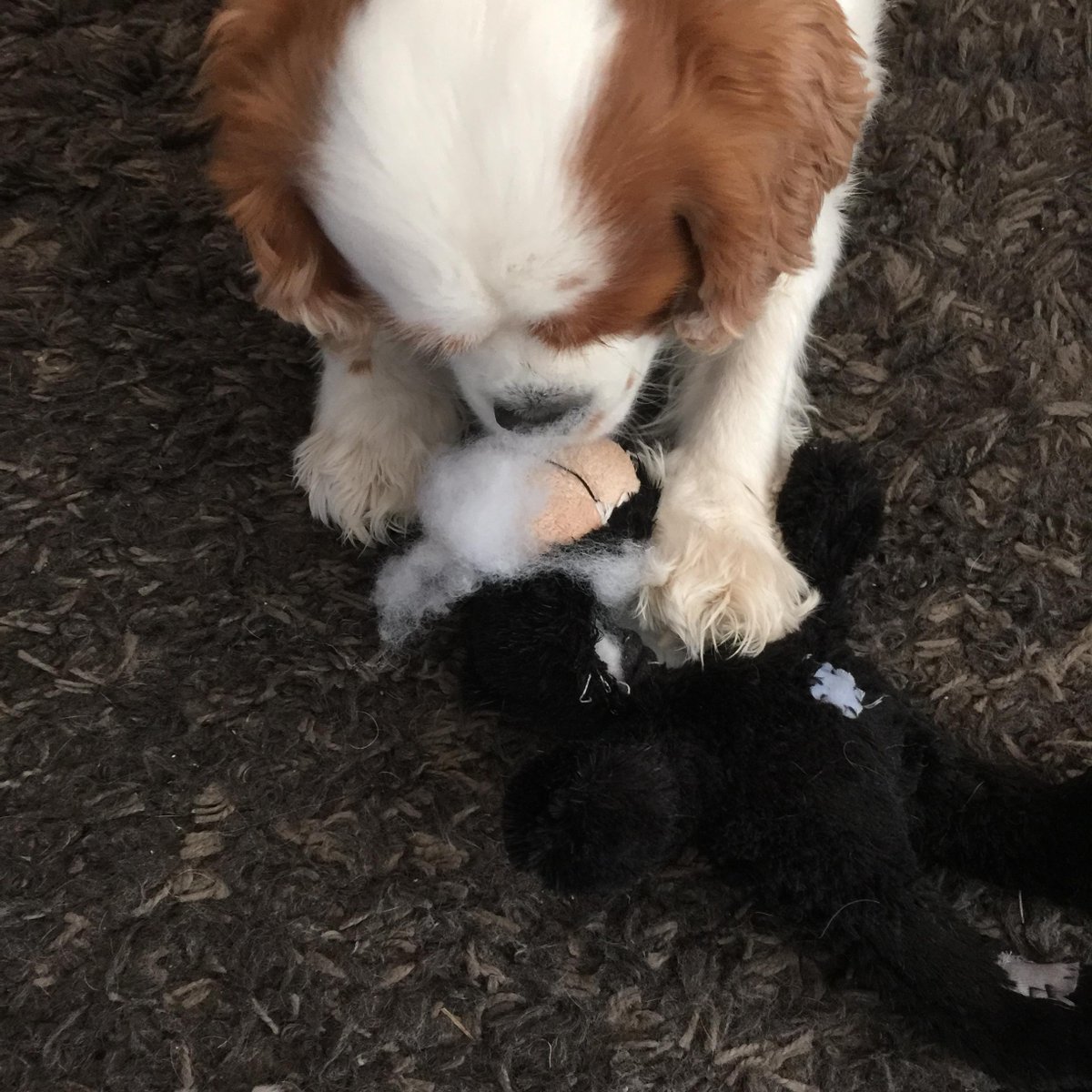 Me: What did you do to Teddy? I thought he was your friend?
Harlow: Yep, tastes like friend!