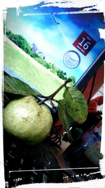 CikguDevi's tweet photo. Jambu mutiara.. Rasanya menggoda :) http://t.co/DcStI6GHBM