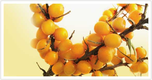 CusiFit's tweet photo. Los beneficios del milagroso espino amarillo. https://t.co/9MSPmGZyWp https://t.co/E4xt7XEMDD