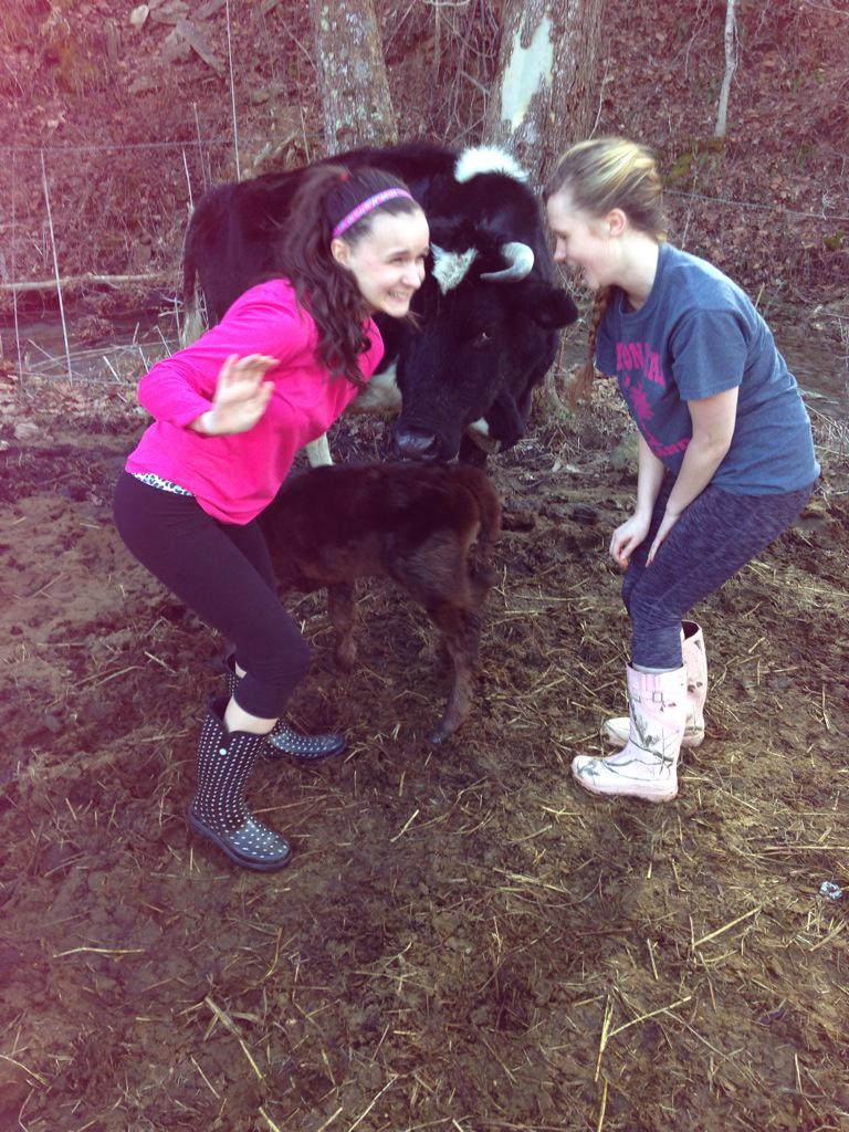 SaleenElisabeth's tweet photo. We love Elsa&ana 🐮🐮 #frozencows http://t.co/CaGU7dXEZs