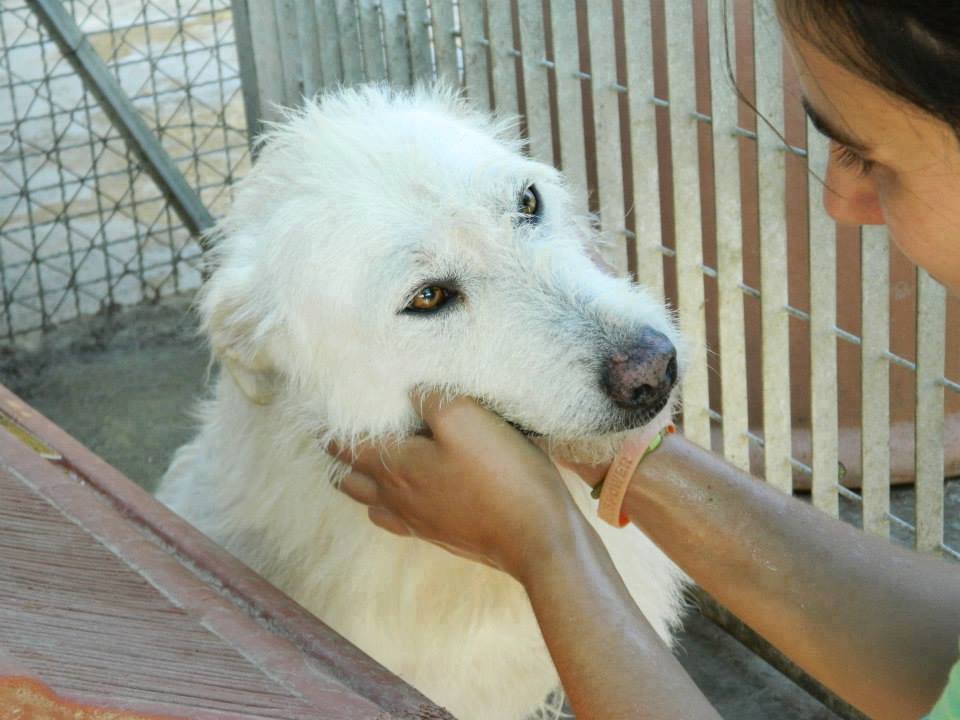 ChanceforDogs tweet picture