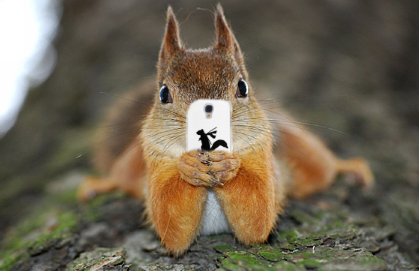 Squirrelology's tweet photo. http://t.co/UWoEEJrFaz