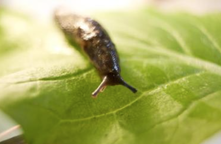 Warning to gardeners… the ‘superslugs’ are coming theexeterdaily.co.uk/news/homes-gar…