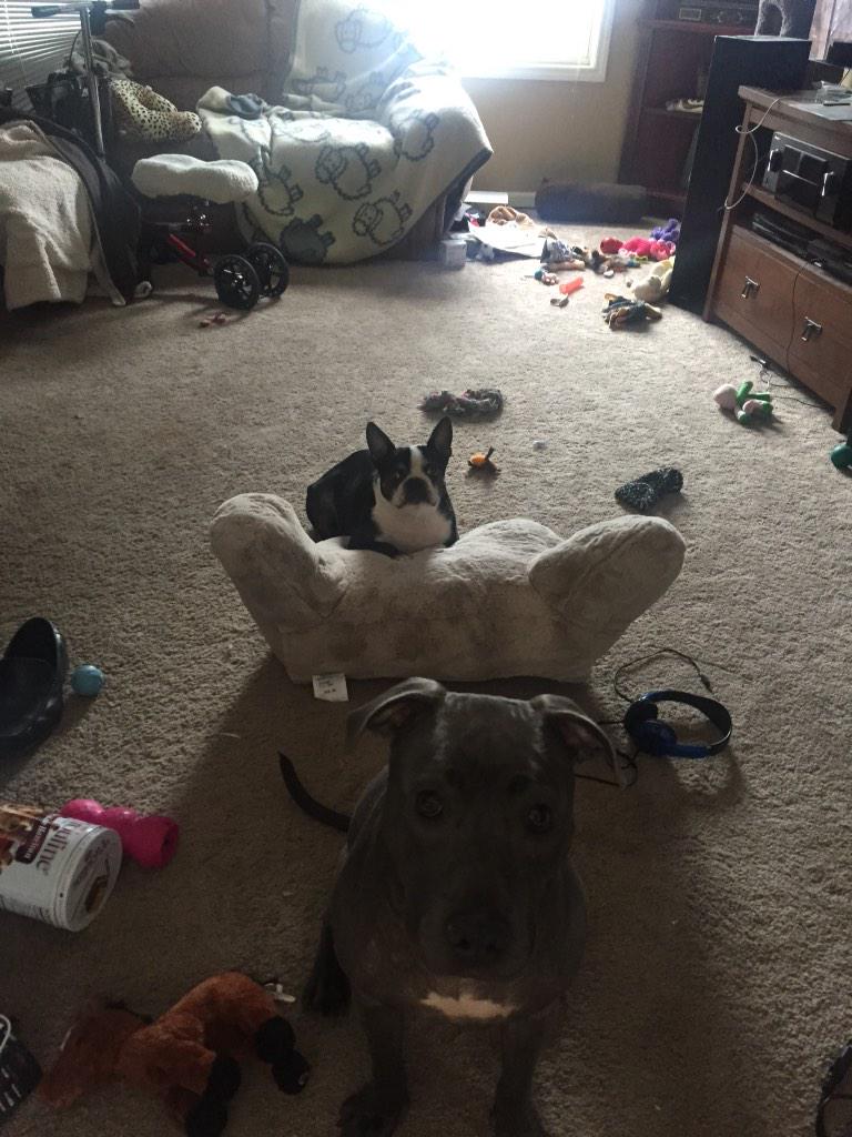Lokithepitbull tweet picture