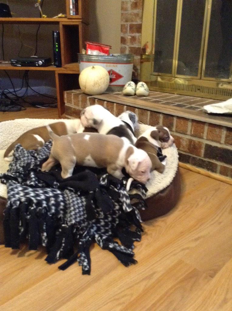 Lokithepitbull tweet picture