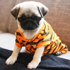 maureenrambles's tweet photo. Let our powers combined... #tigerPug
@Tigerwritertv http://t.co/d6qSjF0MZC